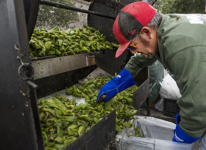 CHIEFTAIN PHOTO/BRYAN KELSEN Doroteo Sanchez bags four bussels of chiles after roasting them at the Musso Farms stand at the Pueblo Chile and Frijoles Festival along Union Avenue Friday afternoon.
