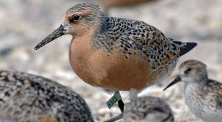 U.S. Fish and Wildlife Service officials say rising sea levels and disappearing habitat along the East Coast are taking a toll on the red knot, a robin-sized shorebird known for its 10,000-mile migration from South America to the Arctic, which includes a refueling stop on Cape Cod. 

[Gregory Breese/USFWS/Associated Press File]