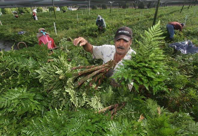 Workers move quickly to harvest ferns in Seville. The upcoming holiday season and Valentine's Day are the two biggest seasons for fern growers in West Volusia, and both may be compomised by damage from Hurricane Irma. [DAVID TUCKER / GATEHOUSE MEDIA]