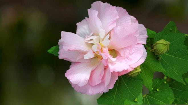 The Confederate rose, Hibiscus mutabilis, makes very large flowers in single and double forms and in colors from rose-pink to white. [Contributed photos]