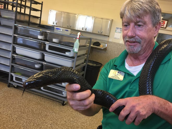 Nick Clark, a reptile and amphibian specialist, holds a mature eastern indigo snake at the Orianne Center for Indigo Conservation near the Seminole State Forest in Sanford. [Jason Ruiter/Orlando Sentinel, via AP]