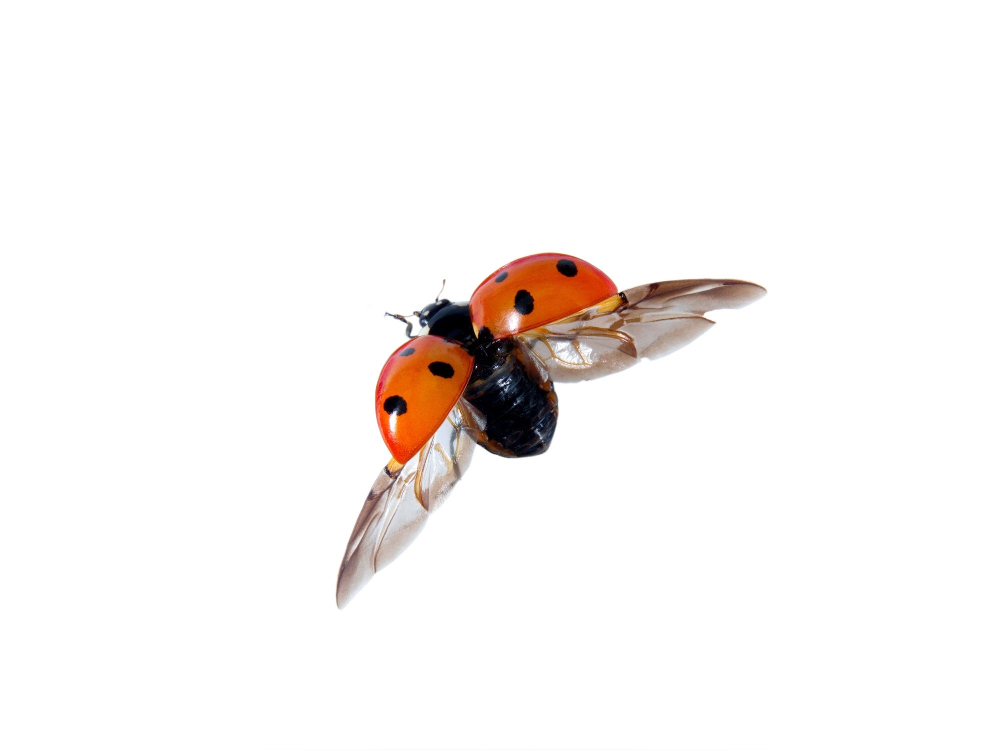 How do ladybugs fly?