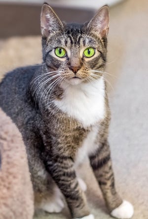 Binks is a 2-year-old spayed female domestic short-hair.