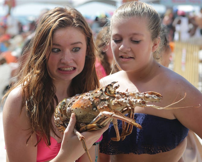 Kalani Dempsey, left, and Lauren Webber react when they find out the lobster they are holding is still alive during the 2015 Lobster Festival and Tournament at Schooners. [HEATHER HOWARD/NEWS HERALD FILE PHOTO]