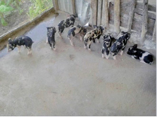 The first set of birthed pigs. COURTESY PHOTO