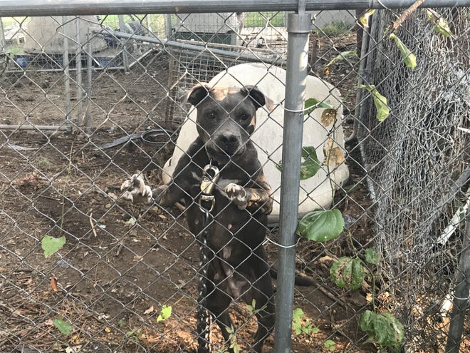 This pit bull was one of eight in a Gastonia back yard on Thursday. A neighbor claims the nuisance prevents her from selling her home.

[Adam Lawson/The Gaston Gazette]