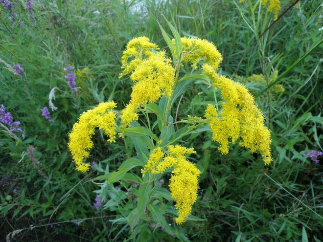 Goldenrod gets blamed, but it's likely ragweed behind your allergies