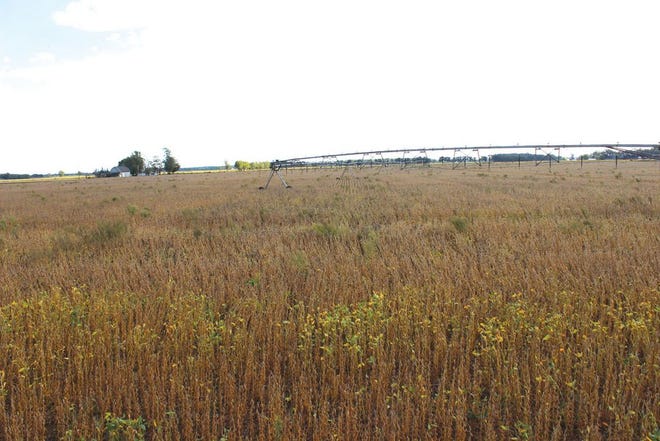 This property, west of Bucknell Road on the south side Prairie Corners Road in Nottawa Township, is among the land potentially targeted for development of a solar farm. A Minnesota-based company is behind a plan to create the so-called "solar farm."