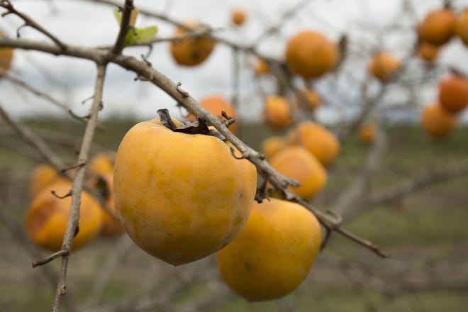 These Japanese persimmons are non-astringent and may be eaten firm-ripe or soft-ripe, unlike the native persimmon which must be eaten soft ripe. [Submitted]