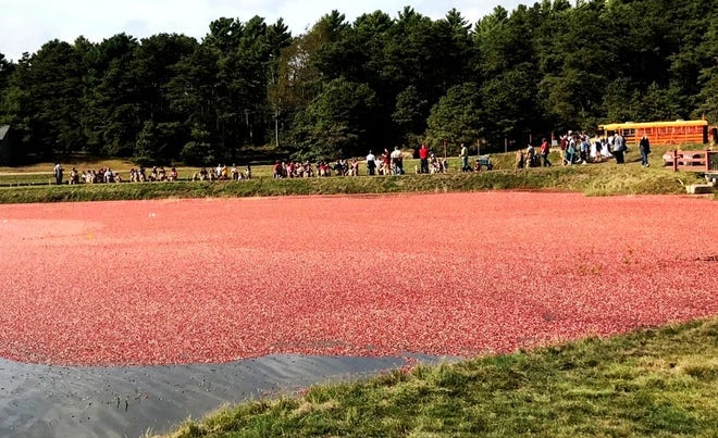 Cranberry Harvest Festival 2017 - back at the bogs, visitors can put on waders and do some cranberry picking on their own.

[Wicked Local Photo/Mary McKenzie]
