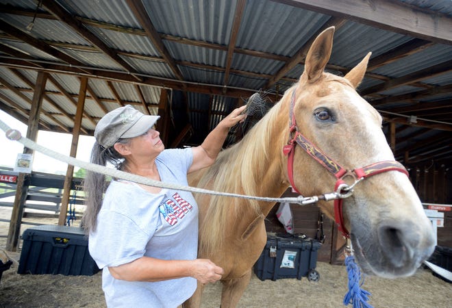 Melodie Saladino brushes Champ at DreamCatcher Horse Ranch and Rescue on May 30 in Clermont. [DAILY COMMERCIAL FILE]