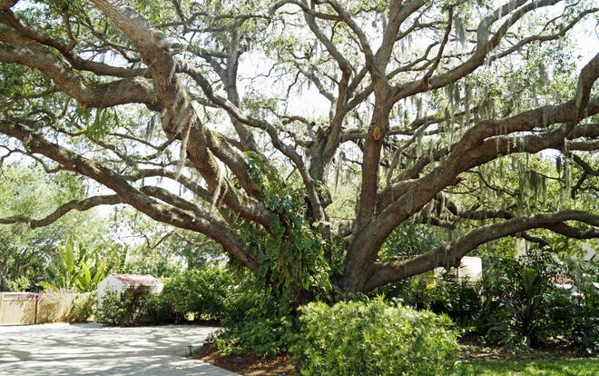 Live oaks fare well in windstorms, but tree experts do not recommend hollowing them out and leaving just tufts of foliage at the end of branches. [HERALD-TRIBUNE STAFF FILE PHOTO / HAROLD BUBIL]