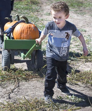CHIEFTAIN PHOTO/CHRIS MCLEAN Layden Turner, 4, pulls a wagon load of pumpkins he and his family gathered during their visit to Harvest Days on the Two Springs Ranch off Baxter and Daniel roads on the St. Charles Mesa. Visitors can navigate the maze, pick pumpkins, take a hay ride and visit farm animals at the seasonal event that runs Saturdays and Sundays through October from 11 a.m. to dark.