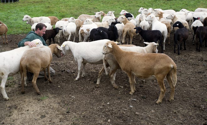 Farmer Brian Godbout checks on his flock of sheep at a workshop on raising sheep he hosted Friday on his property, Old Orchard Farm in Madbury. [John Huff/Fosters.com]