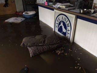 Safe Animal Shelter of Clay County, the oldest no-kill shelter in the county, suffered extensive flood damage from Hurricane Irma as this photograph of its lobby in the wake of the storm. (Safe Animal Shelter/Provided)