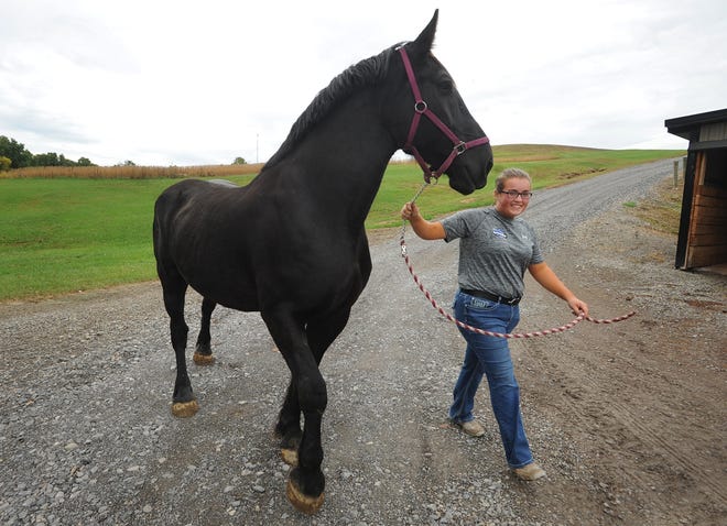 TIMES-REPORTER PAT BURK

Marisa Supers, who has won national awards for showing horses, leads her Percheron draft horse Annie for a walk Sunday in Dennison.