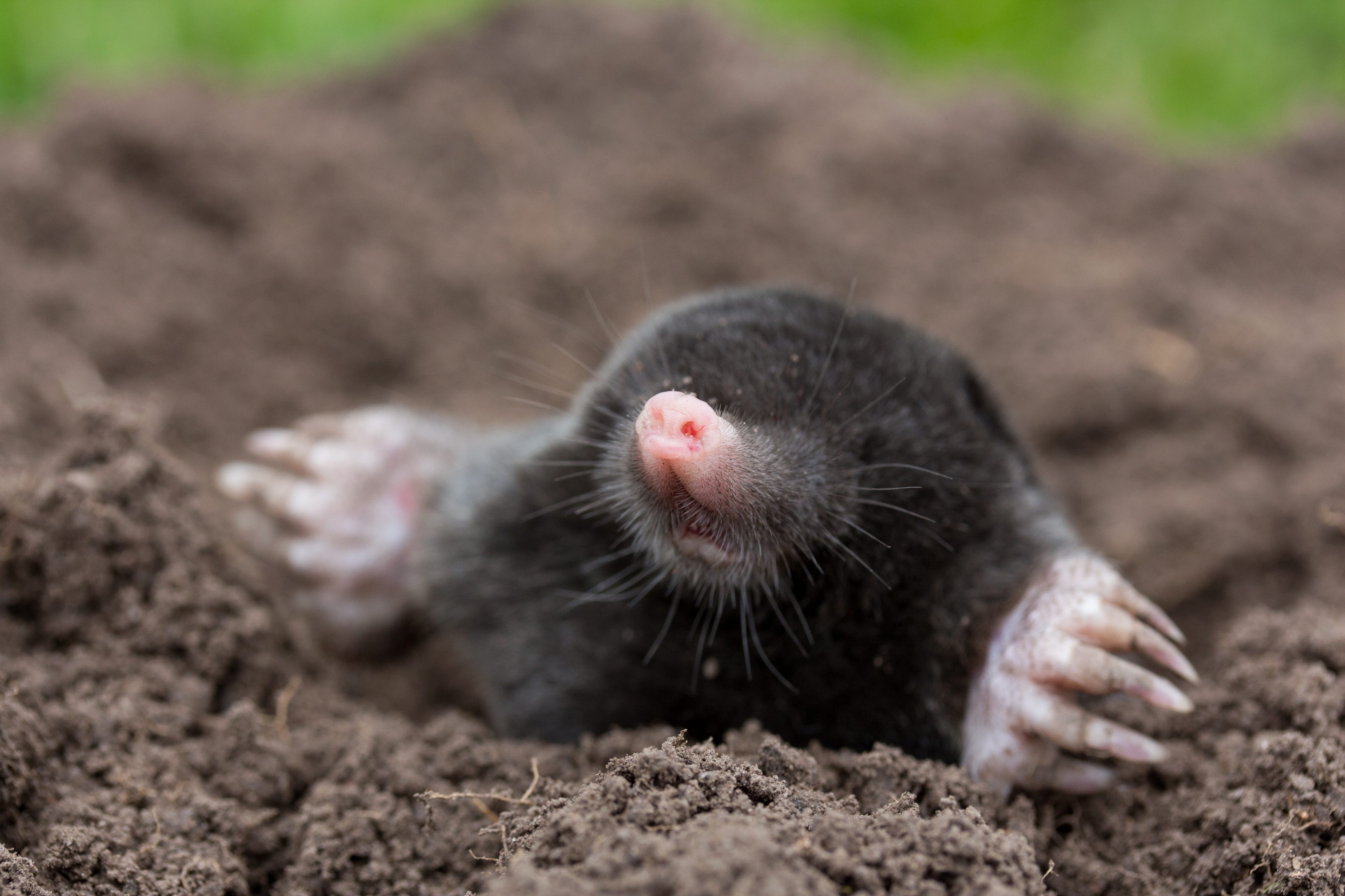 The secret lives of moles