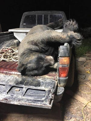 This black bear killed in Rabun County weighed in at 673 pounds. (DNR photo)