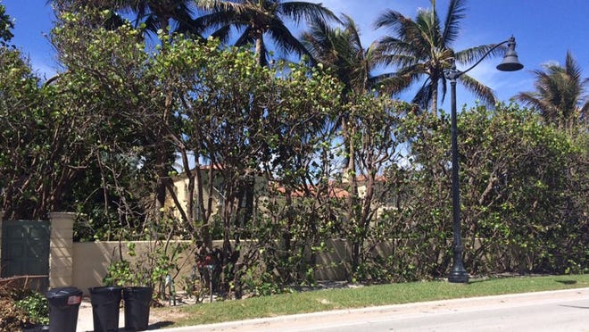 Landmarked Il Palmetto at 1500 S. Ocean Blvd. can be glimpsed through its sea-grape hedges. Perimeter landscaping was thinned by winds from Hurricane Irma at many Palm Beach estates. Darrell Hofheinz / Daily News