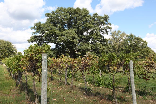 The huge (and majestic) oak that give the winery its name sits near the vines at Majestic Oak Winery, Napoleon, Ohio. [Steve Stephens]