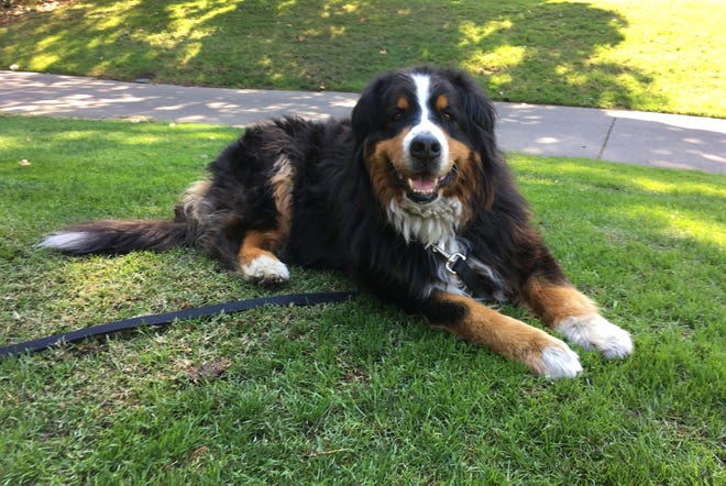 Izzy, a 9-year-old Bernese Mountain Dog who belongs to Jack Weaver's parents relaxes Saturday, Oct. 14, 2017, in Windsor, Calif. Weaver and his brother-in-law Patrick Widen were surprised to discover that Izzy was uninjured in a ferocious wildfire that destroyed the neighborhood early Monday morning. (AP Photo/Jonathan Copper)