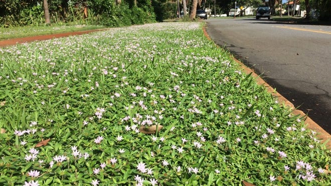 A mowed lawn covered in “Florida snow.”