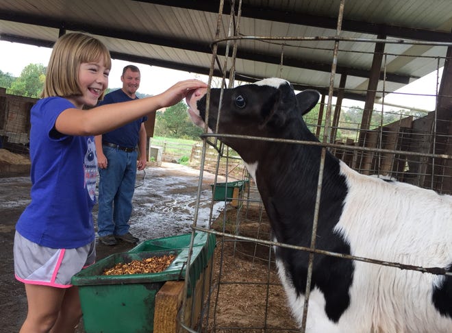 Julia Cornwell, 9, pets a baby cow as her father, Jeff, looks on at their family farm in Lawndale. [Casey White/The Star]