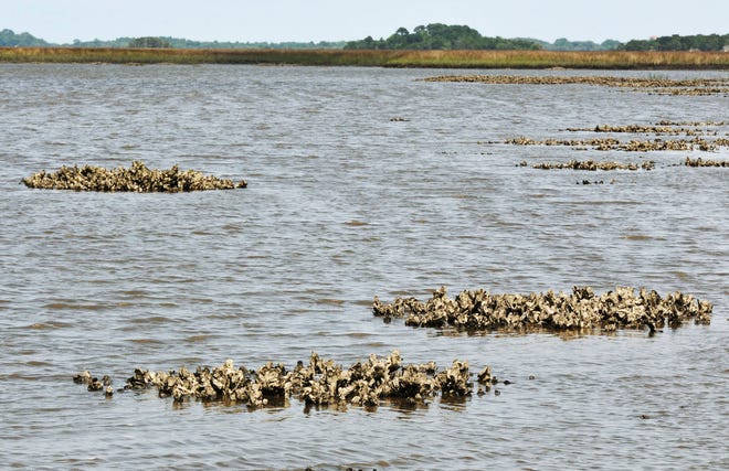 Oyster beds cover like these in Sisters Creek are common near the shorelines of Jacksonville’s Timucuan Ecological and Historic Preserve. Local officials have been prodding state agencies to evaluate allowing people to harvest shellfish in the areas for the first time since the 1990s. (Will Dickey/Florida Times-Union)