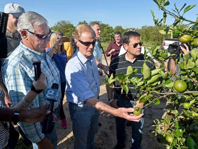 John Barben, left, an Avon Park-based citrus grower and president of Florida Citrus Mutual, shows U.S. Senators Bill Nelson, center, and Marco Rubio, right, some damage done to the statewide crops from Hurricane Irma in a grove south of Lake Wales on Sept. 13. [SCOTT WHEELER / GATEHOUSE MEDIA]