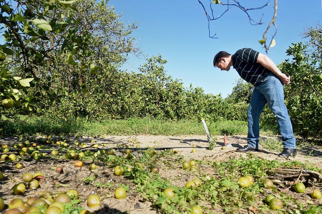 U.S. Senator Marco Rubio looks at how a citrus grove in Lake Wales fared from the damage done by Hurricane Irma.