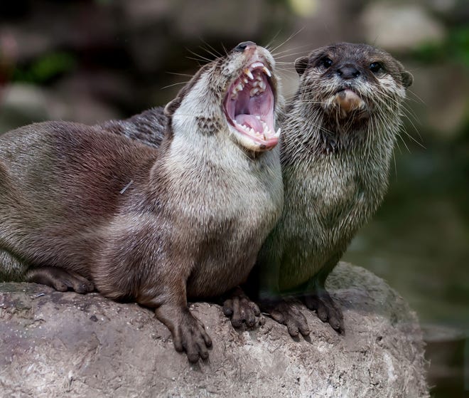 Cute animals like these otters are never a bad idea to post on social media when things are looking a little bleak. [DREAMSTIME]