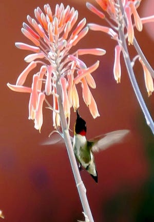 This male ruby-throated hummingbird loves the flowers of the soap aloe. (Norman Winter/For Savannah Morning News)