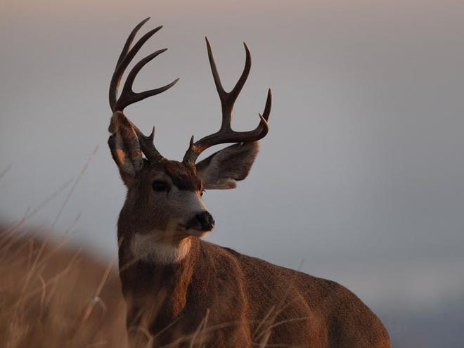 Hunters flock to Alabama from across the nation to take advantage of the state's long seasons, liberal bag limits and deer herd estimated at between 1.5 to 2 million animals statewide. [AP Photo/Brennan Linsley]