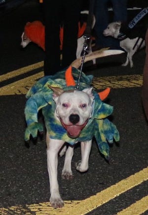 It's time to do up the dog on Monday for the"Spooktacular Pets of the Palmyra Halloween Parade," like this pooch from last year's event. [ARCHIVE PHOTO]