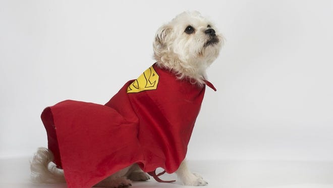 Get your pup in costume for Mega Mutt Monday at Banger’s. AMERICAN-STATESMAN 2015