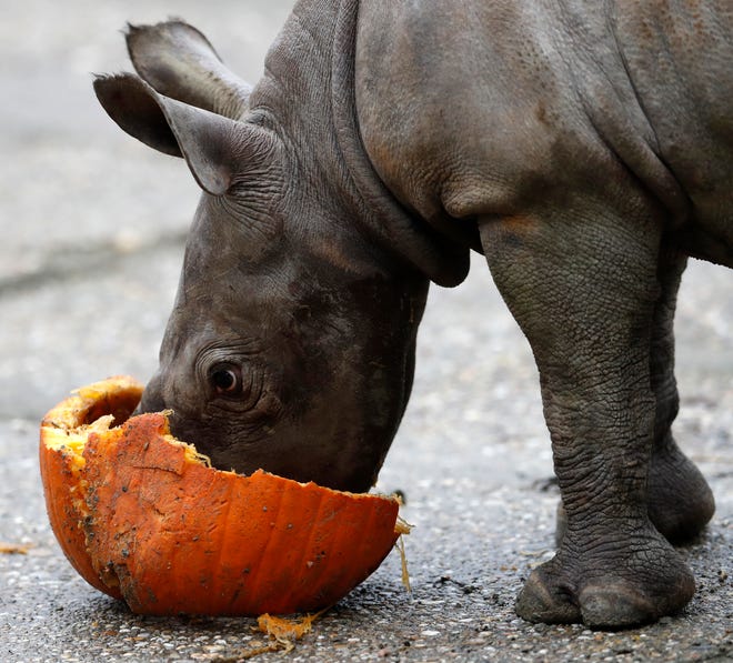 A newly born eastern black rhino eats a pumpkin in its enclosure at the zoo in Dvur Kralove, Czech Republic, Wednesday, Oct. 25, 2017. An eastern black rhinoceros born in a Czech zoo is a small but important step in efforts to save the subspecies of the black rhinoceros from extinction. There are only last few hundreds remaining in African reserves, where they must be protected from poachers. The calf born on Oct 2 in the Dvur Kralove zoo is in good shape. (AP Photo/Petr David Josek)