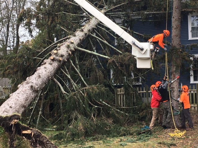 Member of the Save a Tree crew work to cut up a 100-foot tall pine tree that fell on 9 East Street during the storm Sunday night into early Monday. [Wicked Local photo/Dan Mac Alpine]