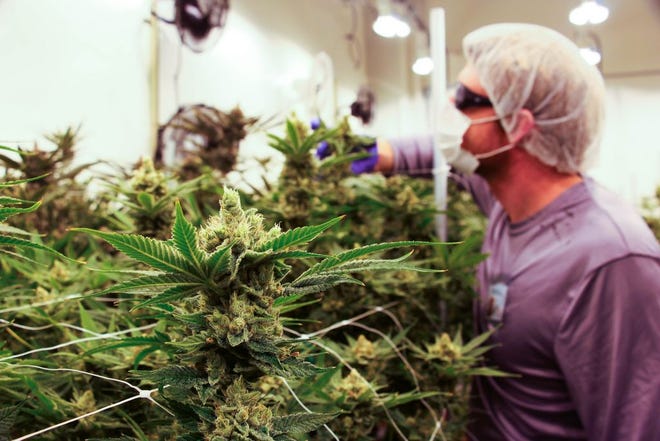 One of the employees at Theory Wellness looks at the medical marijuana plants in a growing room.