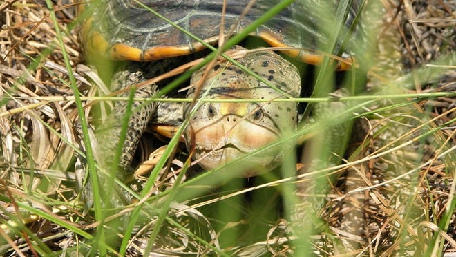 A diamondback terrapin turtle (Photo by Christina Mohrmann/Grand Bay NERR_