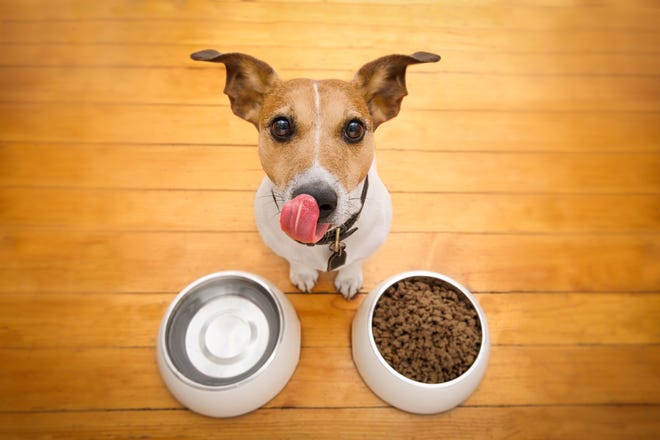 When choosing dog food, it's OK to use a variety but always read the ingredients on the labels, do not settle for food substitutes, and by all means avoid gluten. [ISTOCK]