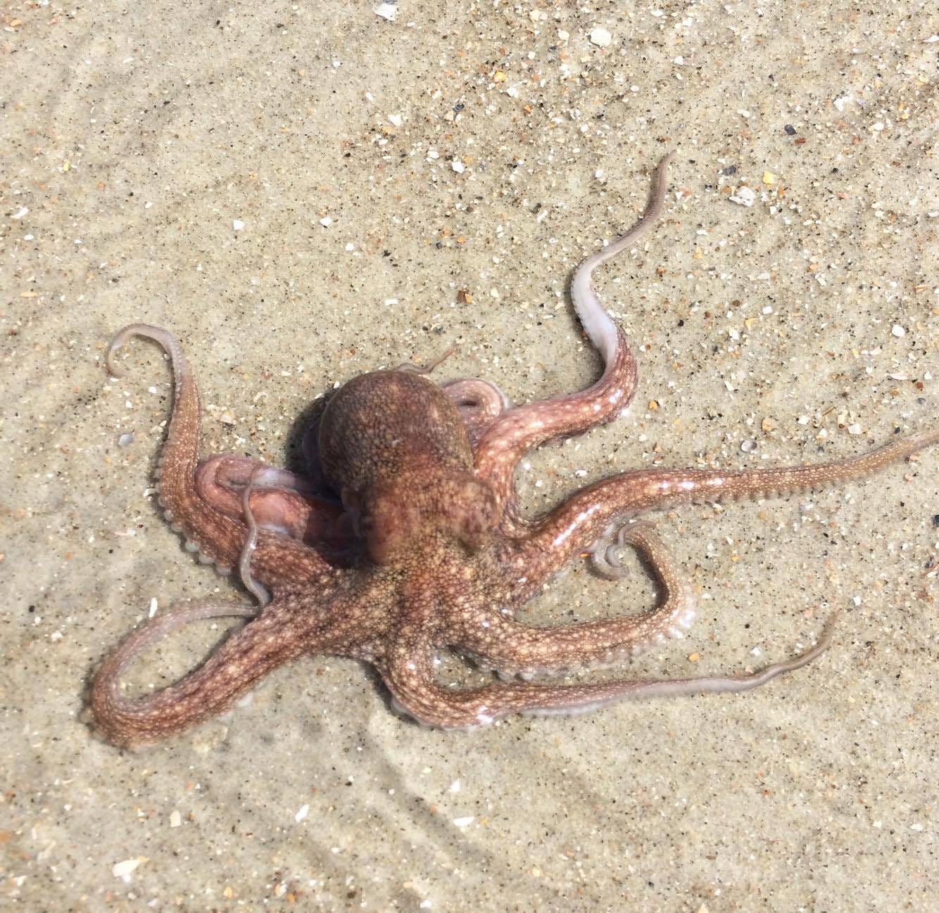 Octopuses make visits to Brunswick beaches