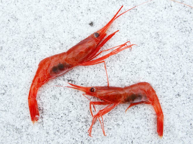 Northern shrimp lay on snow aboard a trawler in the Gulf of Maine. The Maine shrimp fishery has been shut down since 2013. [AP FILE PHOTO]