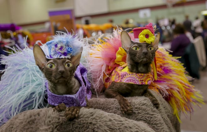 Eva, and Zsa Zsa of Spotsylvania, Pennsylvania, take time to look around the room during the cat show competition Saturday at the Middle School in Dover. [Shawn St. Hilaire/Fosters.com]