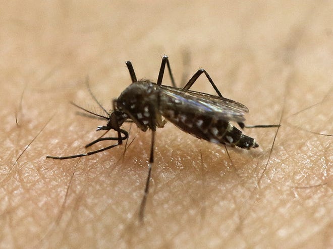 A female Aedes aegypti mosquito. The Aedes aegypti can spread the Zika virus. [File photo]