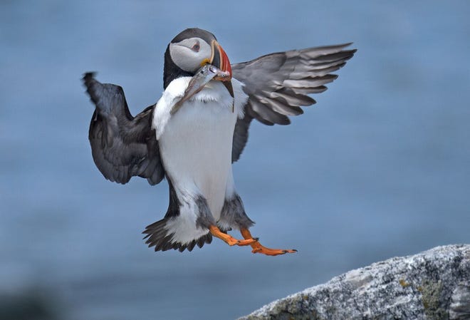 A puffin lands on a rock to enjoy a snack. [SUBMITTED]