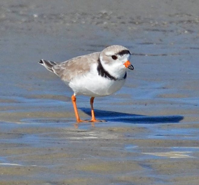 Piping plovers are among the shorebirds that rely on the Georgia coast. Photo by Pat Leary, special to the Savannah Morning News.