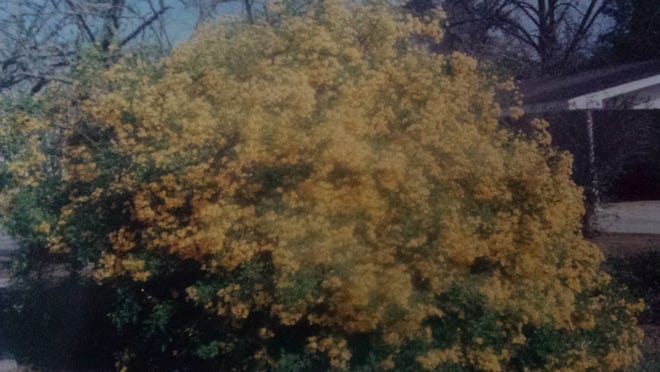 Cassia can be seen near the Panama Country Club in Lynn Haven. [CONTRIBUTED PHOTO]