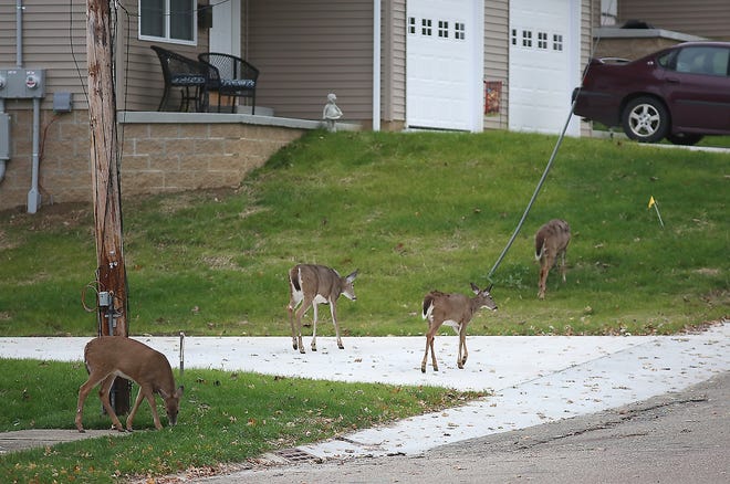 All you can eat

Deer eat along Gilgen Avenue in New Philadelphia Tuesday. (TimesReporter.com / Jim Cummings)