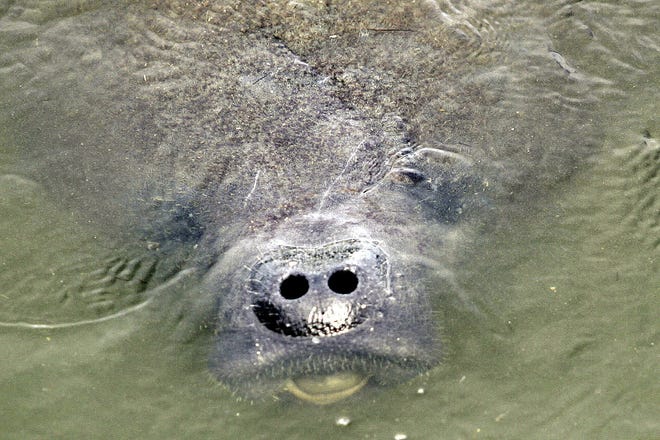 A small manatee pokes its nostrils up for air at the Merritt Island National Wildlife Refuge near Titusville. [NEWS HERALD FILE PHOTO]