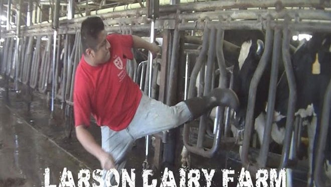A worker at Larson Dairy in Okeechobee County is shown here kicking a cow in the head. Provided.